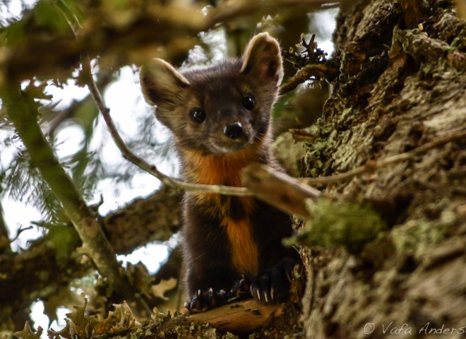 A Marten Hides in the Trees, Sicamous Canada