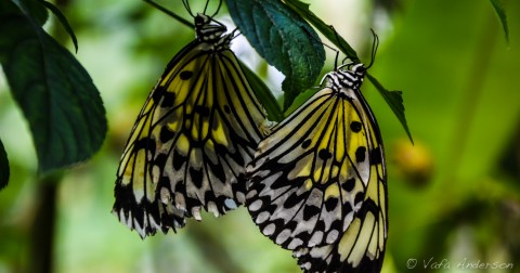 Butterfly Sanctuary, Siquijor Philippines
