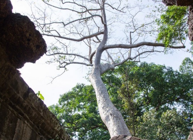 Cambodia siem reap ankor wat-49