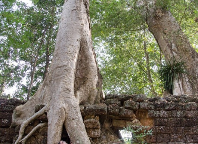 Cambodia siem reap ankor wat-55