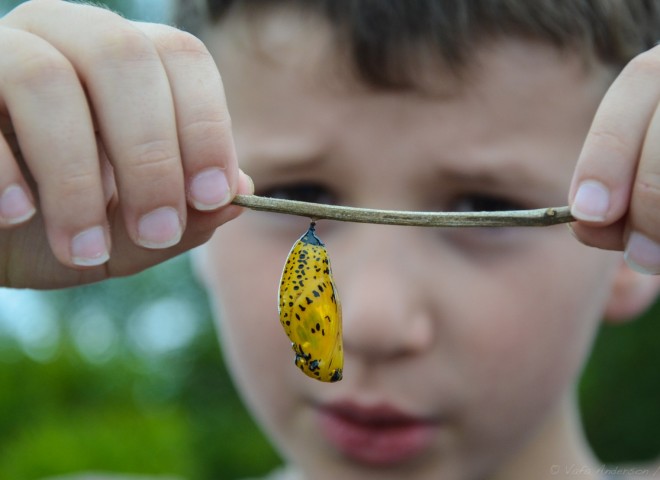 Butterfly Cocoon, Siquijor Philippines