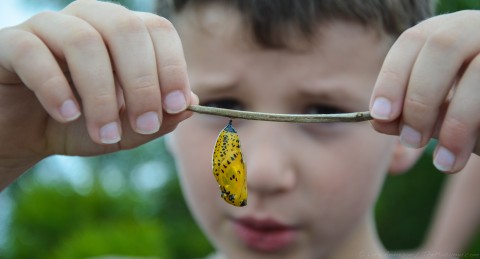 Butterfly Cocoon, Siquijor Philippines