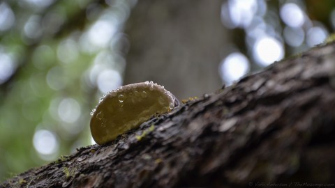 Morning Mildew, Sicamous Canada